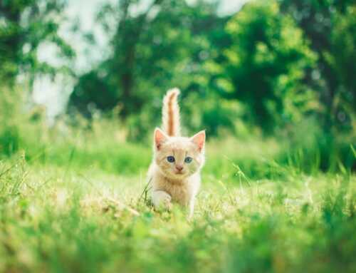 Sittard-Geleen: Verrassende Statistieken over Vermiste Katten